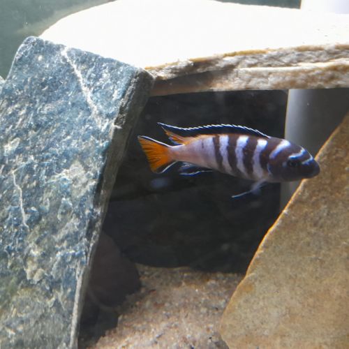 Couple de chindongo elongatus mpamga #1