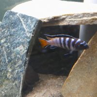 Couple de chindongo elongatus mpamga #1