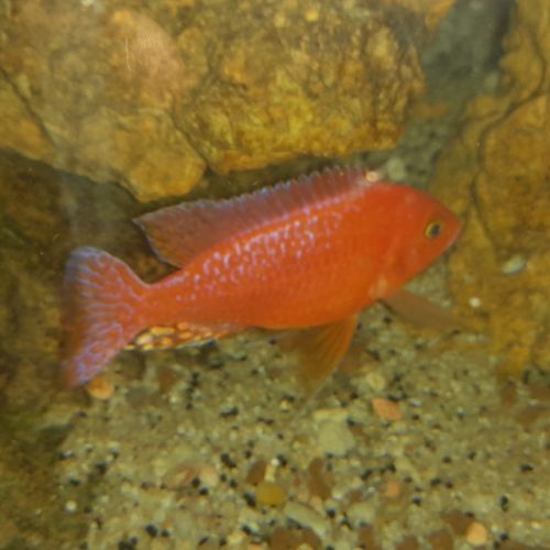Couple de aulonocara red fire #1