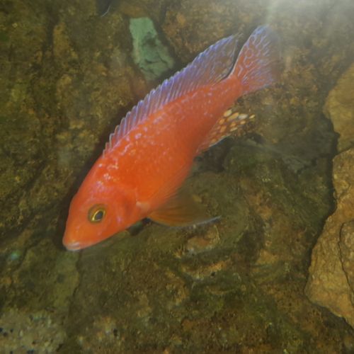 Couple de aulonocara red fire #0