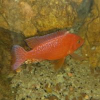 Couple de aulonocara red fire #1