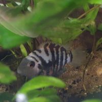 Couple de amatitlania nigrofasciata