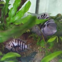 Couple de amatitlania nigrofasciata #3