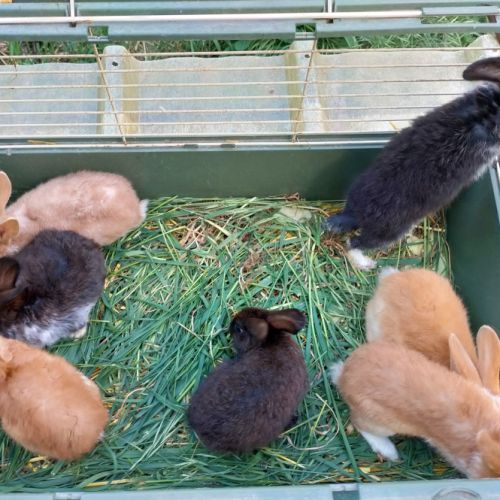 Lapins fermier #1