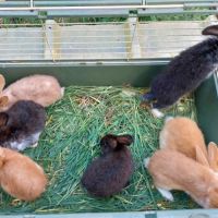 Lapins fermier #1