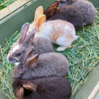 Lapins fermier