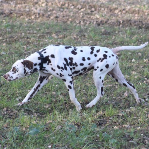 Chiot lof dalmatien à réserver #0