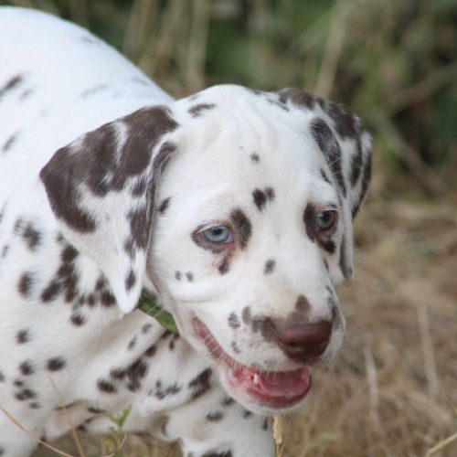 Chiot lof dalmatien à réserver #1