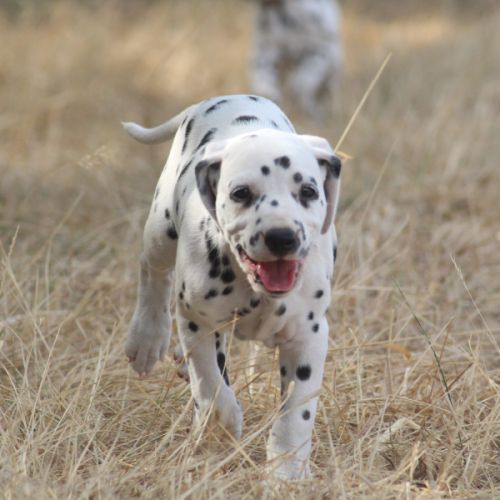 Chiot lof dalmatien à réserver #2