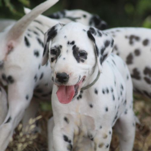 Chiot lof dalmatien à réserver