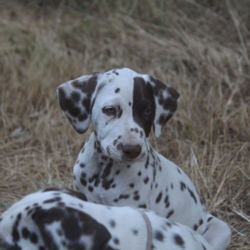 Chiot lof dalmatien à réserver #5