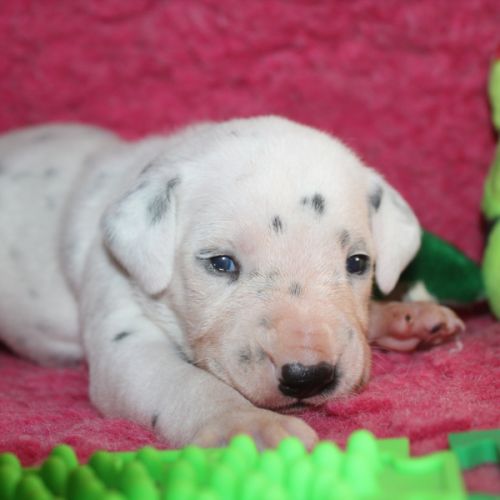 Chiot lof dalmatien à réserver
