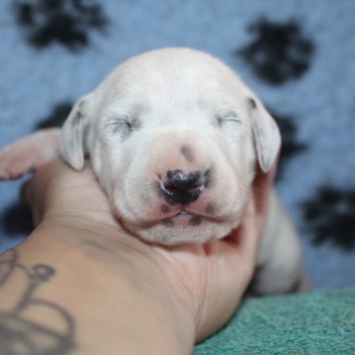 Chiot lof dalmatien à réserver