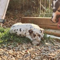 Chiot lof dalmatien à réserver