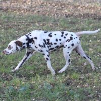 Chiot lof dalmatien à réserver