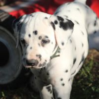Chiot lof dalmatien à réserver