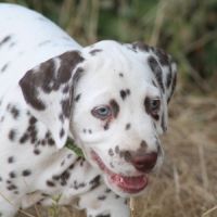 Chiot lof dalmatien à réserver #1