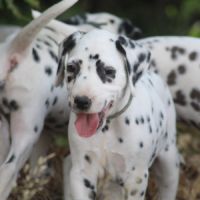 Chiot lof dalmatien à réserver