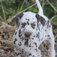 Chiot lof dalmatien à réserver #4