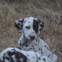 Chiot lof dalmatien à réserver #5