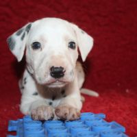 Chiot lof dalmatien à réserver