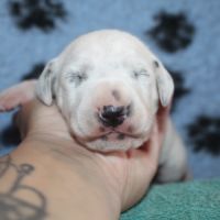Chiot lof dalmatien à réserver