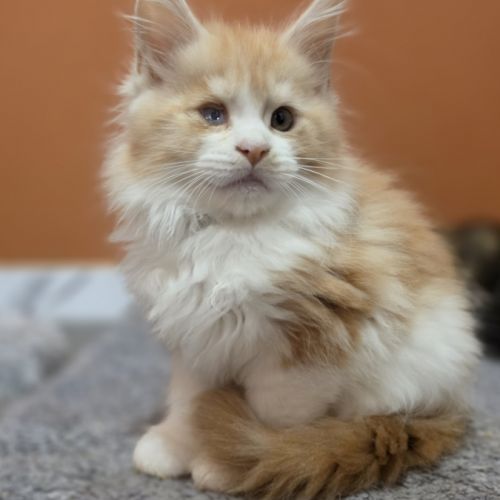 Chaton maine coon loof a réserver #1
