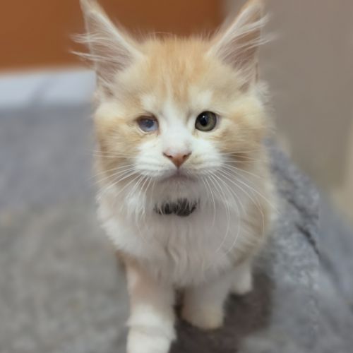 Chaton maine coon loof a réserver #5