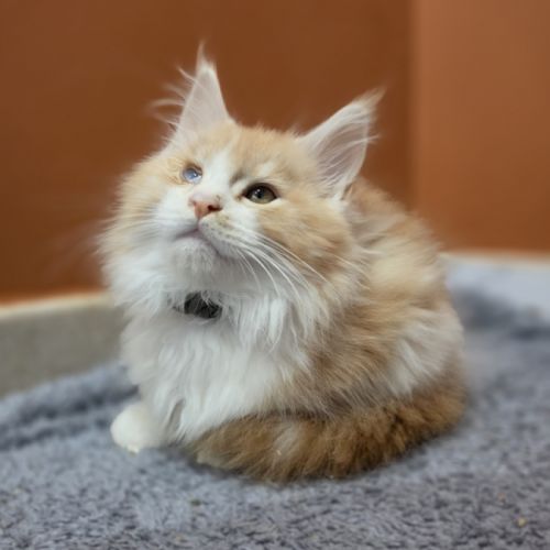 Chaton maine coon loof a réserver