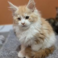 Chaton maine coon loof a réserver #2