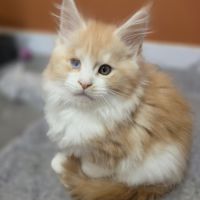 Chaton maine coon loof a réserver #0
