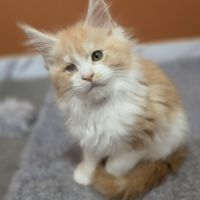 Chaton maine coon loof a réserver #4