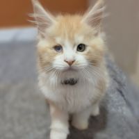 Chaton maine coon loof a réserver #5