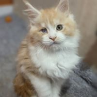 Chaton maine coon loof a réserver #6