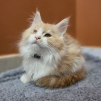 Chaton maine coon loof a réserver