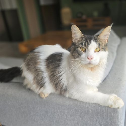 Magnifiques femelles maine coon loof à réserver #1
