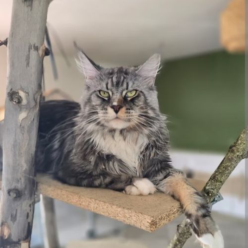 Magnifiques femelles maine coon loof à réserver #2