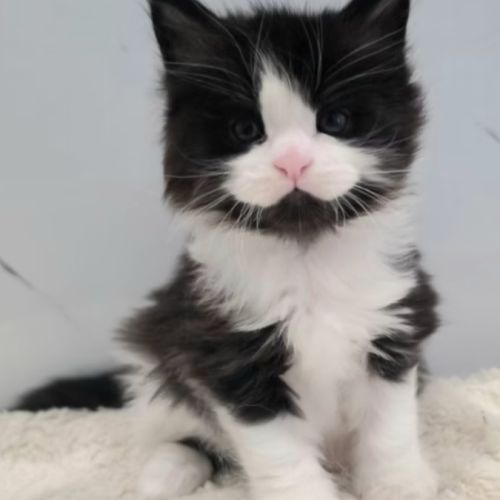 Magnifiques femelles maine coon loof à réserver #3