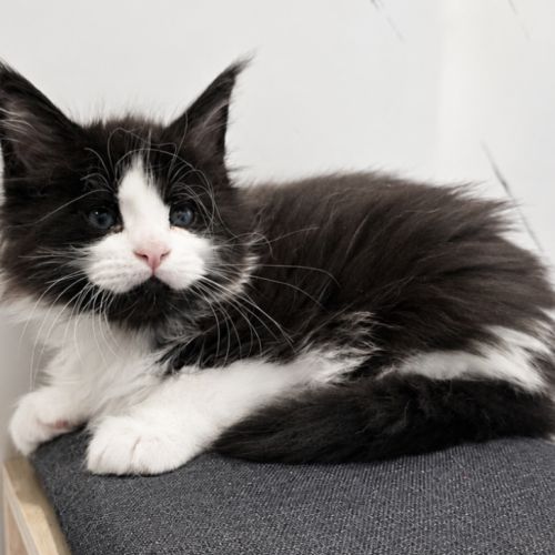 Magnifiques femelles maine coon loof à réserver