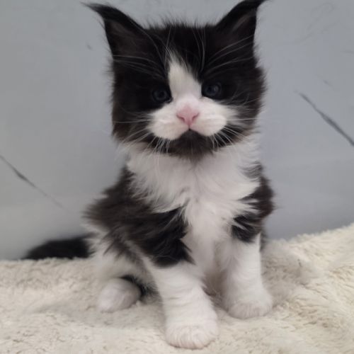 Chaton maine coon loof à reserver