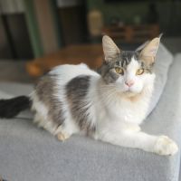 Magnifiques femelles maine coon loof à réserver #1