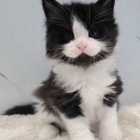 Magnifiques femelles maine coon loof à réserver #3