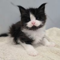 Magnifiques femelles maine coon loof à réserver