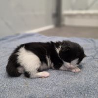 Chaton maine coon loof à reserver #4