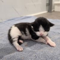Chaton maine coon loof à reserver #6