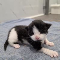Chaton maine coon loof à reserver