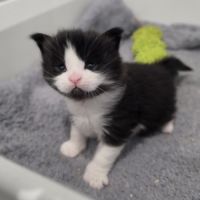 Chaton maine coon loof à reserver