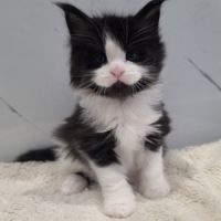 Chaton maine coon loof à reserver