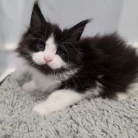 Chaton maine coon loof à reserver