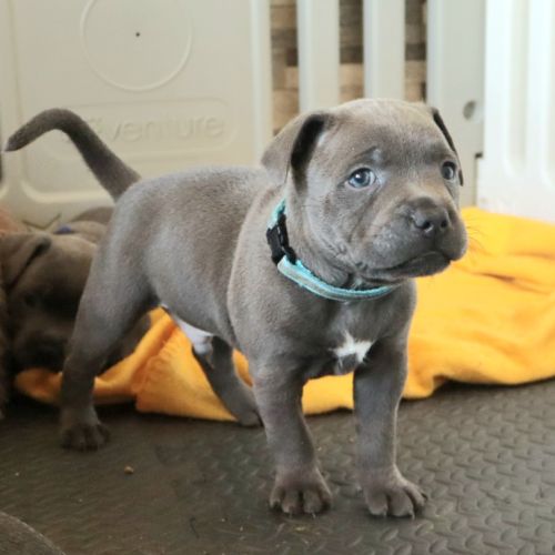 Staffie bleus lof 3 mâles à réserver #0